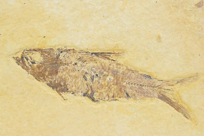 Detailed Fossil Fish (Knightia) - Wyoming #373702